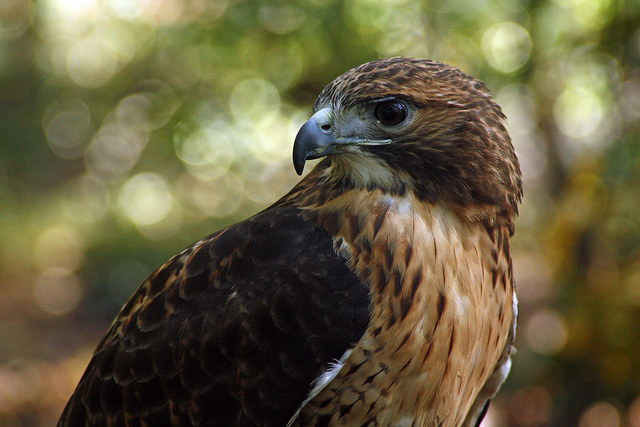 Raptor Photo Shoot | setiawanphoto