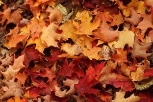 Fall leaves in New Hampshire