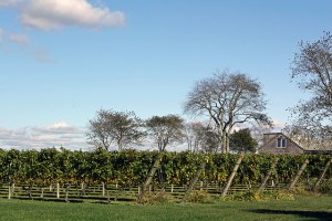 Sakonnet Vineyards