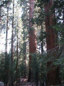General Sherman Tree
