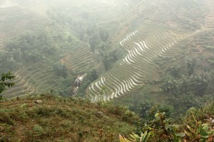 Terraced rice fields