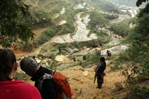 Terraced rice fields