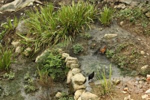 Terraced rice fields