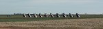 Cadillac Ranch